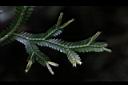 生根卷柏-苞子07.JPG