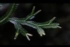 生根卷柏-苞子08.JPG