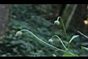 田代氏鐵線蓮-花苞0.JPG