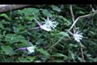 田代氏鐵線蓮-花02.JPG