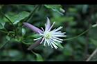 田代氏鐵線蓮-花03.JPG