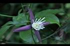 田代氏鐵線蓮-花06.JPG