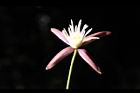 田代氏鐵線蓮-花12.JPG