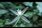 田代氏鐵線蓮-花萼5.JPG