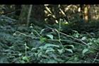 田代氏鐵線蓮01.JPG