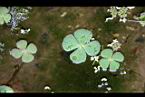 田字草-葉10.jpg