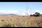 田菁16.JPG