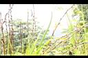 田蔥04.JPG