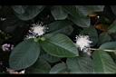 番石榴-花01.JPG