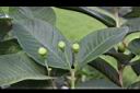 番石榴-花苞00.JPG