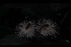 番石榴-花67.JPG