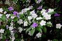 番茉莉-花00.JPG