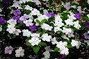 番茉莉-花01.JPG