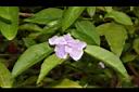 番茉莉-花03.JPG