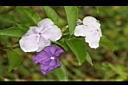 番茉莉-花05.JPG