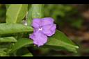 番茉莉-花08.JPG