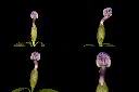 番茉莉-花苞1.jpg