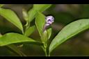 番茉莉-花苞16.JPG