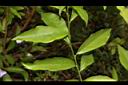 番茉莉-葉序00.JPG