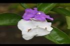 番茉莉-花06.JPG