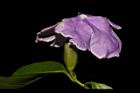 番茉莉-花15.JPG