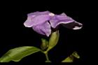 番茉莉-花18.JPG