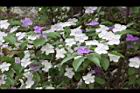 番茉莉-花19.JPG