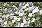 番茉莉-花20.JPG