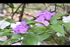 番茉莉-花21.JPG