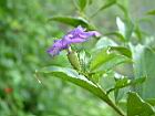 番茉莉-花22.JPG