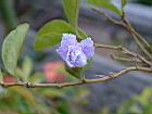 番茉莉-花23.JPG