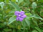 番茉莉-花24.JPG