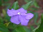 番茉莉-花26.JPG