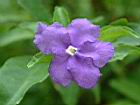 番茉莉-花28.JPG