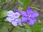 番茉莉-花29.JPG