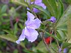 番茉莉-花30.JPG