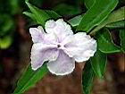 番茉莉-花32.JPG