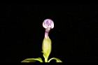 番茉莉-花苞04.JPG