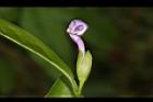 番茉莉-花苞14.JPG