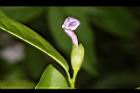 番茉莉-花苞15.JPG