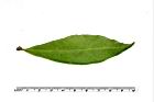 番茉莉-葉正00.JPG