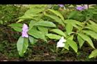 番茉莉10.JPG