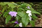 番茉莉11.JPG