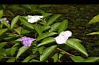 番茉莉13.JPG