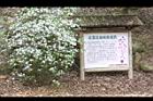 番茉莉23.JPG