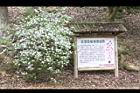 番茉莉24.JPG