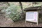 番茉莉29.JPG