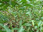 番茉莉39.JPG