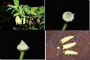 番荔枝-花2.jpg