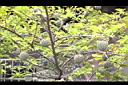 番荔枝18.jpg
